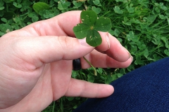 Four-leaf Clover