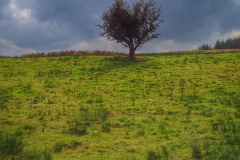 Hawthorn Tree